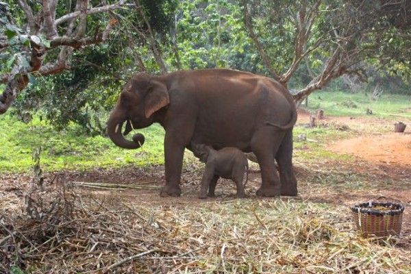2 week old elephant