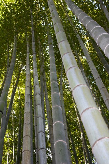 tall bamboo