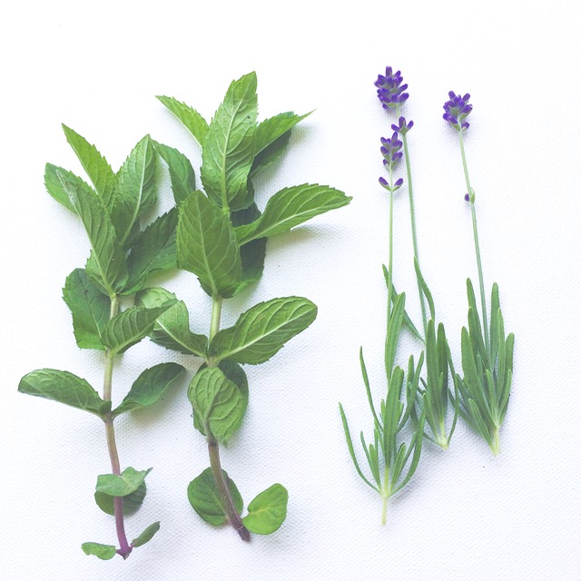 Image of Lavender and Mint plants