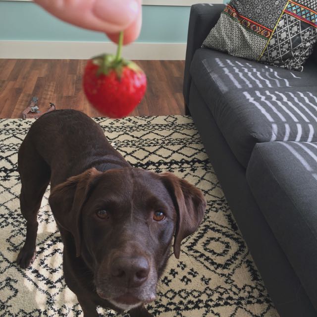 lucy strawberry